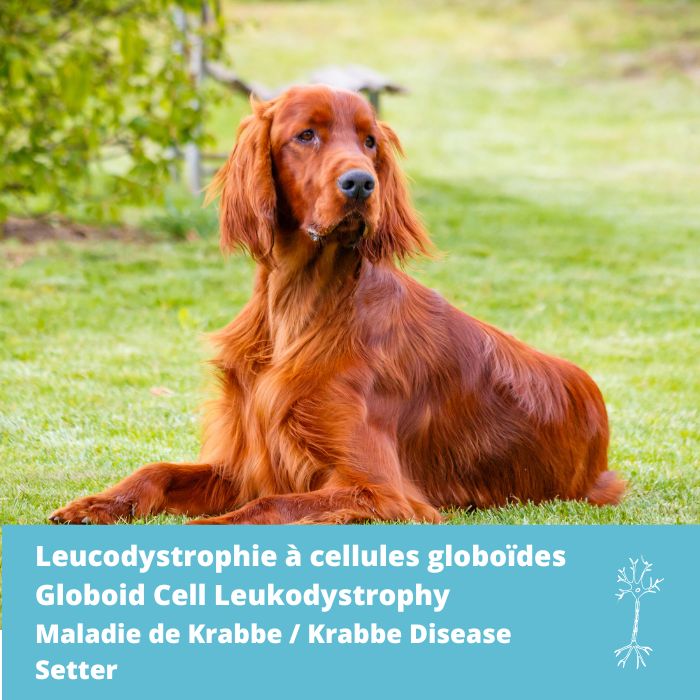 Leucodystrophie à cellules globoïdes (Maladie de Krabbe, GLD) gène GALC- type Setter