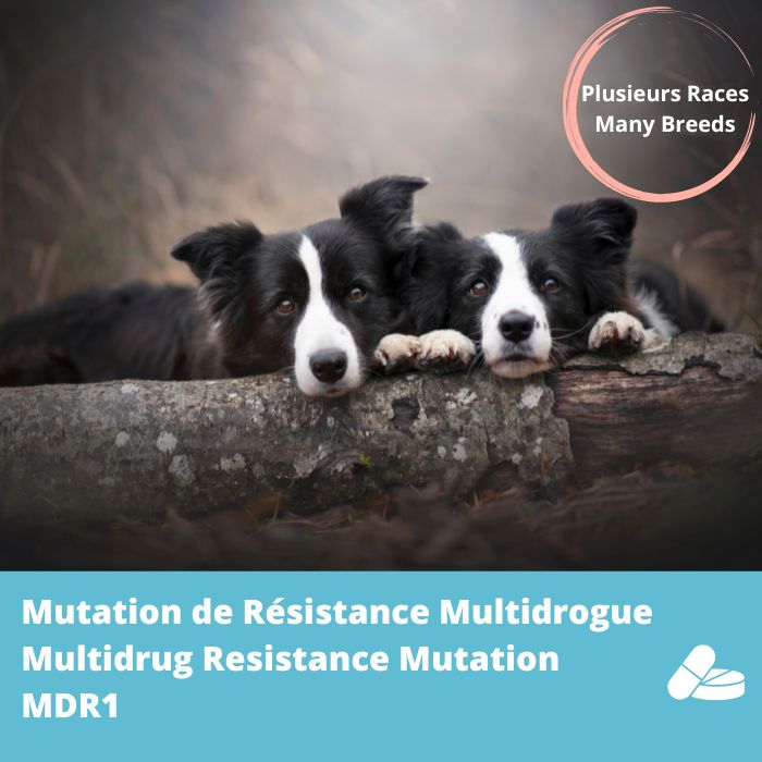 MDR1- Hypersensibilité aux médicaments (gène ABCB1)