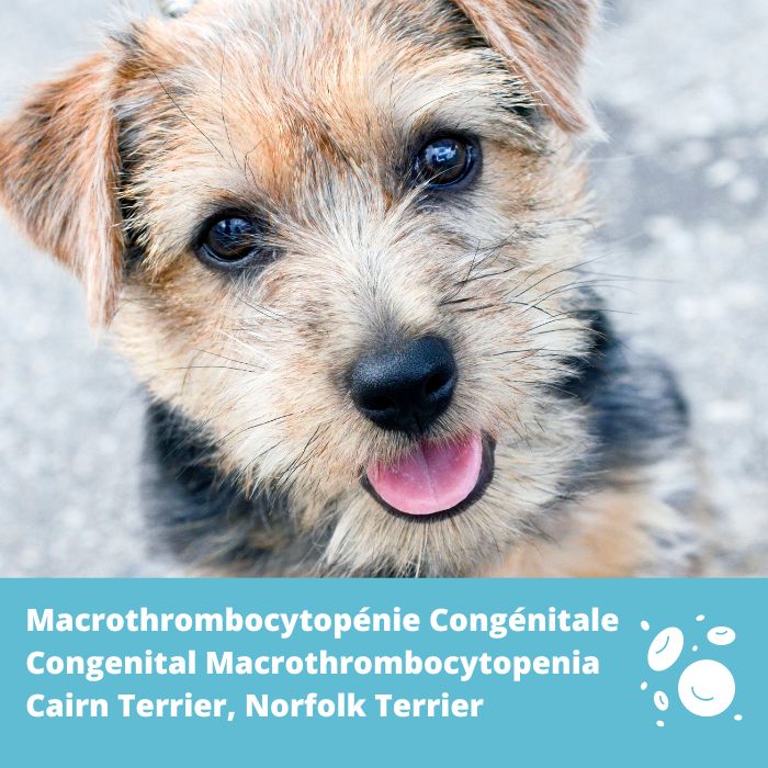 Macrothrombocytopénie (CM) gène TUBB1- Cairn Terrier, Norfolk Terrier