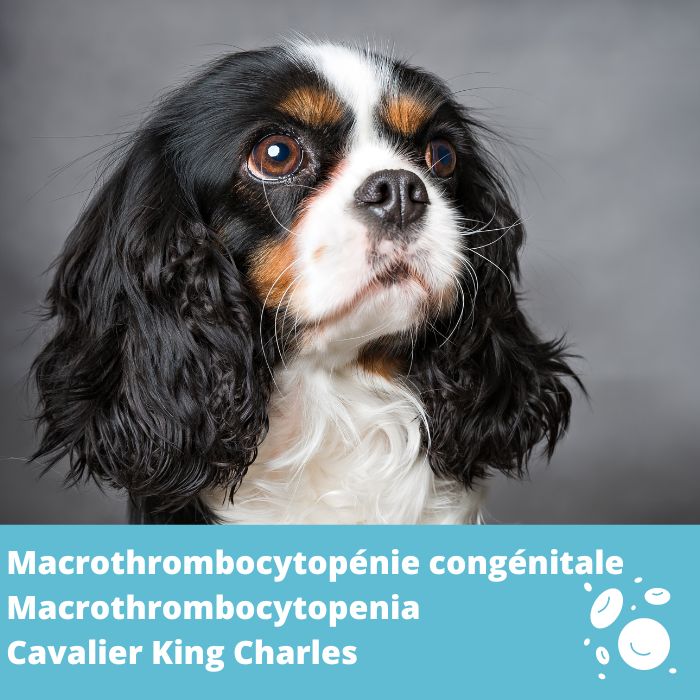 Macrothrombocytopénie congénitale -Cavalier King Charles