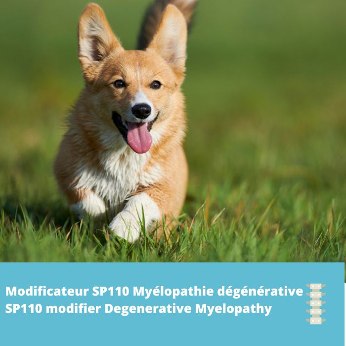 Modificateur SP110 pour la Myélopathie dégénérative (intron 11 et exon 9)