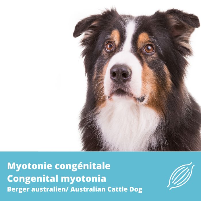 Myotonie congénitale, gène CLCN1- type Bouvier australien