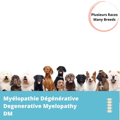 DM- Myélopathie dégénérative (exon2) 
