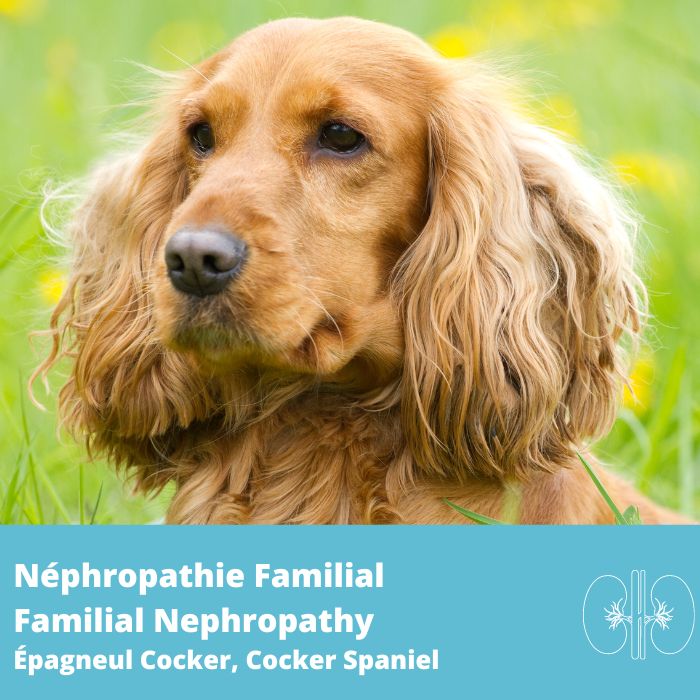 Néphropathie Familiale  (HN, COL4A4)- Épagneul cocker