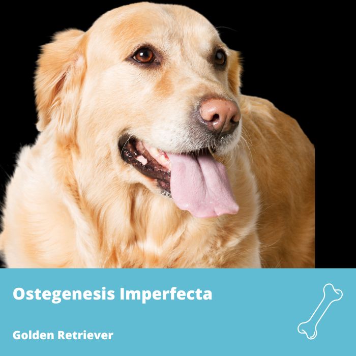 Osteogenesis Imperfecta- Golden Retriever