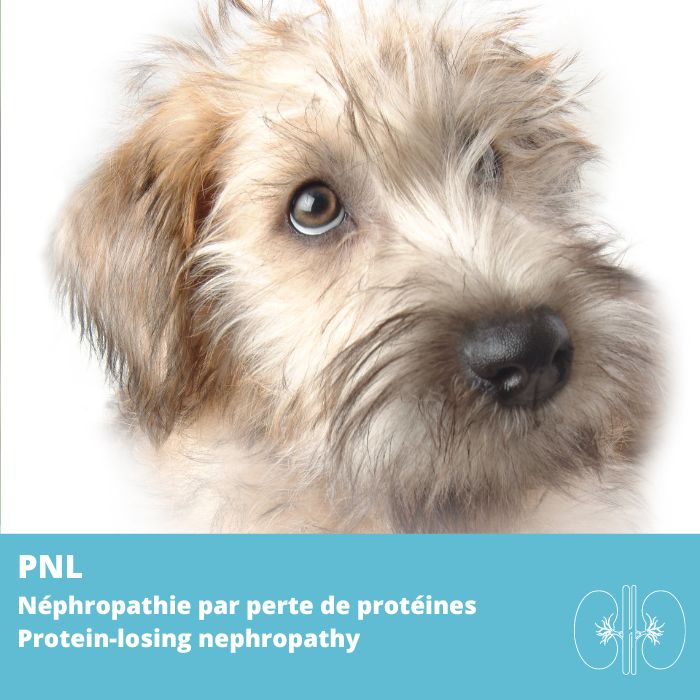 PLN- Néphropathie par perte de protéines (protein-losing nephropathy) gènes KIRREL2, NPHS1
