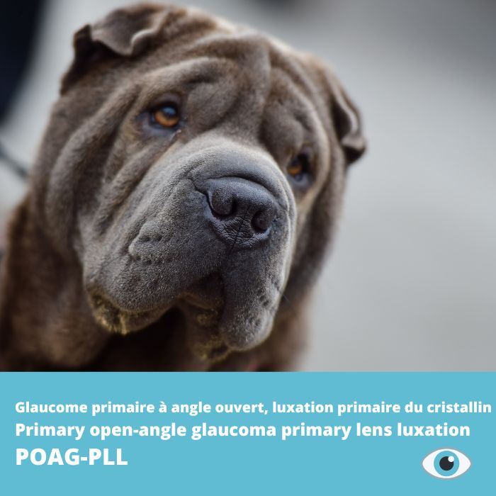 POAG-PLL- Glaucome primaire à angle ouvert, luxation primaire du cristallin - Shar-Pei 