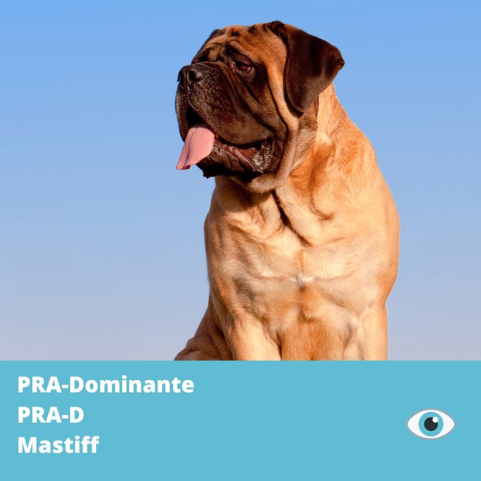 PRA-Dominante (PRA-D) gène RHO - Mastiff
