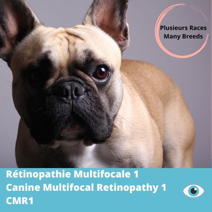 CMR1-Rétinopathie Multifocale 1 (gène Best1)