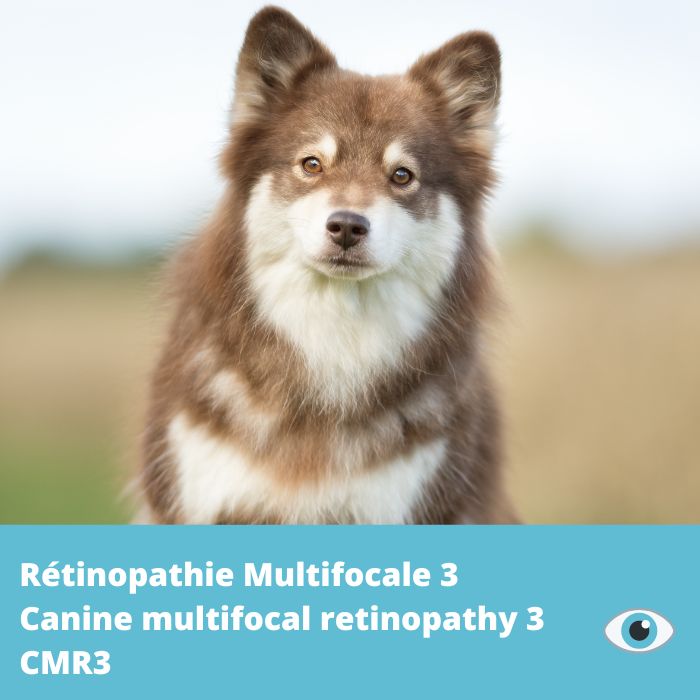 Rétinopathie Multifocale 3 (CMR3- Best1)