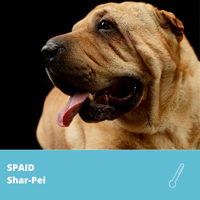 SPAID (Shar-Pei Autoinflammatory Disease)