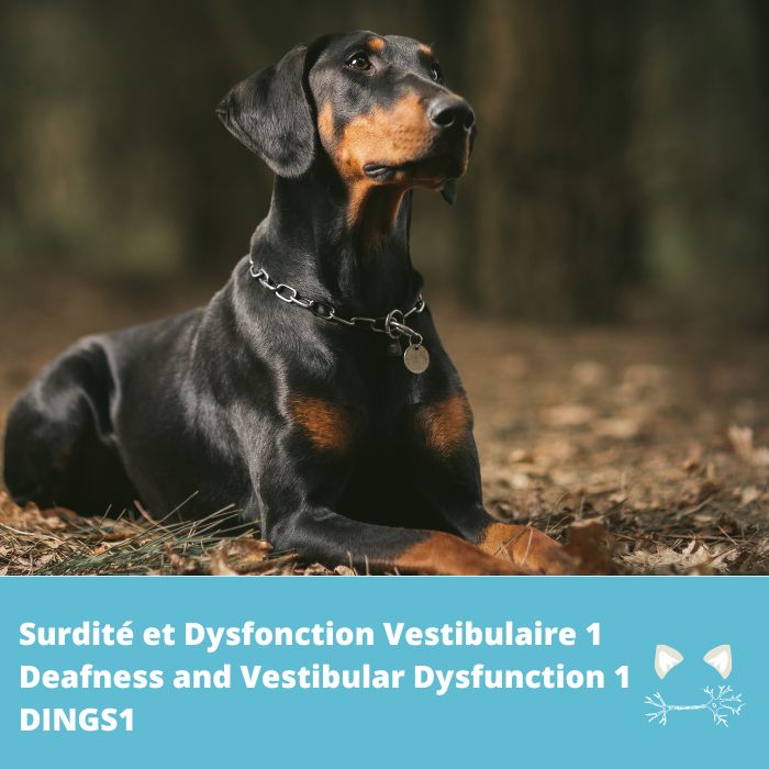 Surdité, dysfonction unilatérale vestibulaire (DINGS1- PTPRQ)