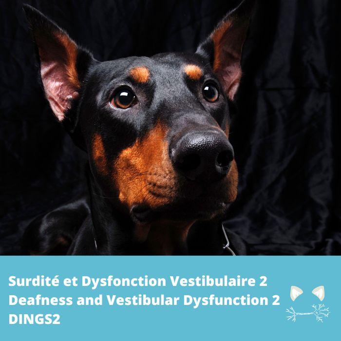 Surdité, dysfonction unilatérale vestibulaire (DINGS2- MYO7A)