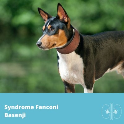 Syndrome de Fanconi (Basenji, gène FAN1)