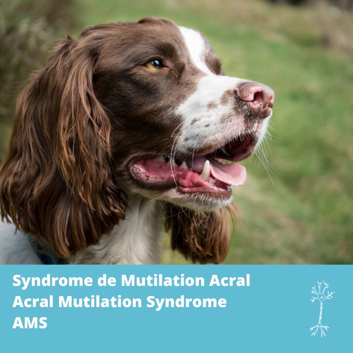 Syndrome de mutilation acral (AMS, gène GDNF)