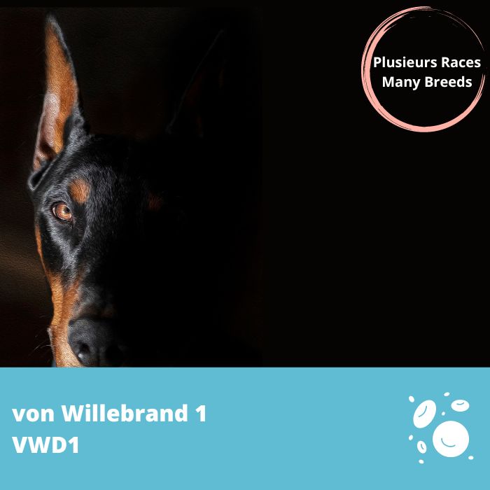 von Willebrand de Type 1 (vWD1- VWF)