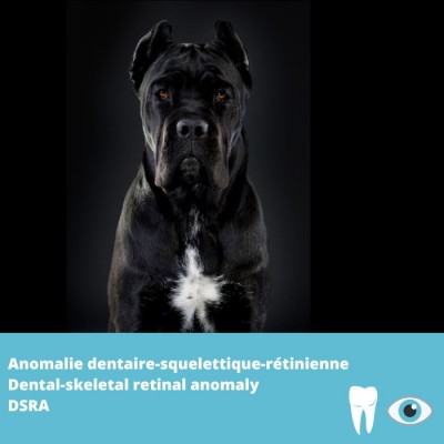 DSRA- Anomalie dentaire-squelettique-rétinienne  - Cane Corso