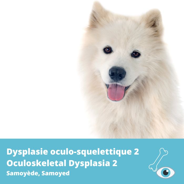 Dysplasie de la rétine/ Dysplasie oculo-squelettique 2 (RD/OSD2, Samoyède)