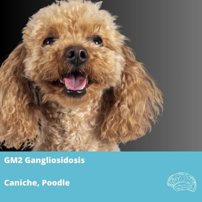 GM2- Gangliosidosis type II (Sandhoff or variant 0)- Caniche