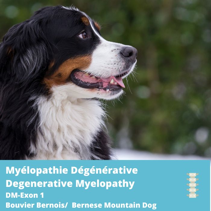 Myélopathie dégénérative (DM, SOD1B, Exon1)- Bouvier Bernois