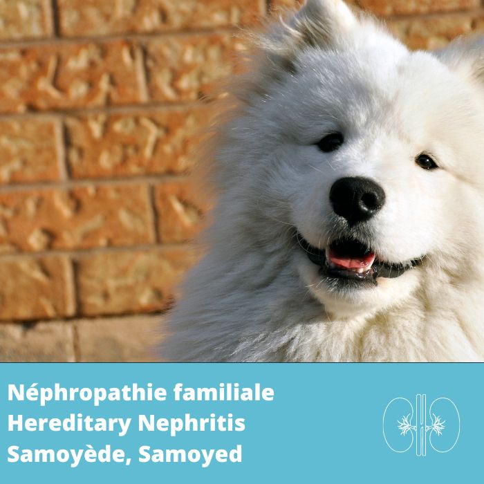Néphropathie familiale (COL4A5) - Samoyède
