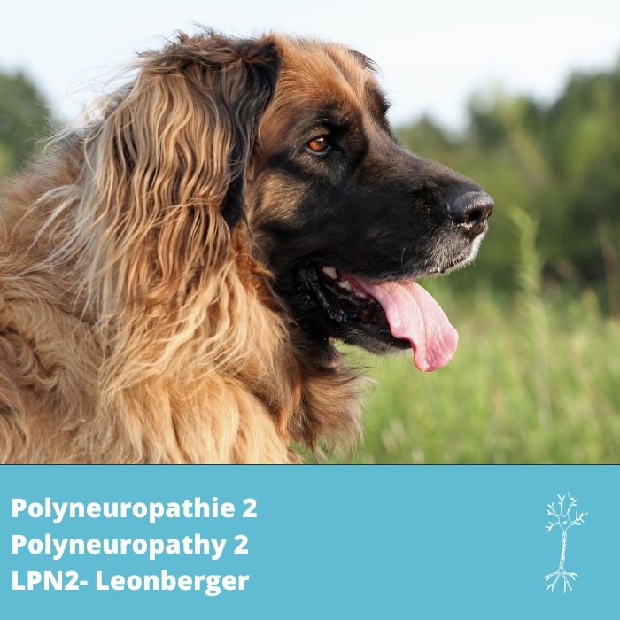 Polyneuropathie 2 (LPN2, gène GJA9)- Leonberger 