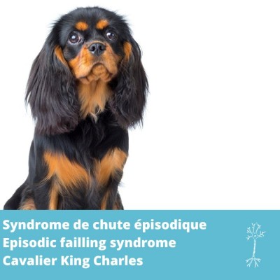Syndrome de chute épisodique (EFS) - Cavalier King Charles