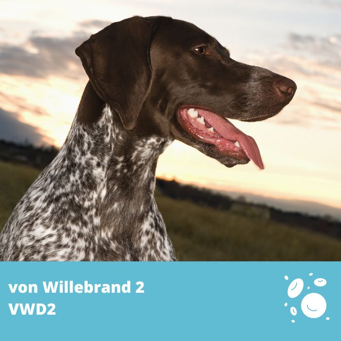 von Willebrand de Type 2 (vWD2- VWF)