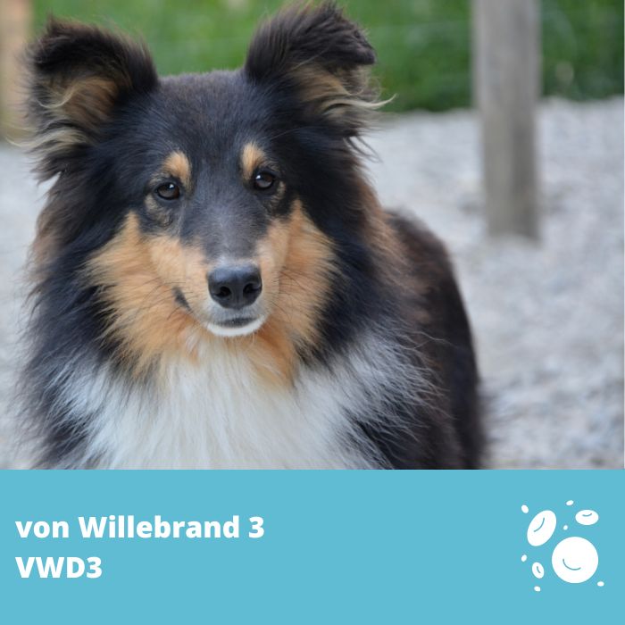 von Willebrand de Type 3 (vWD3- VWF)- Berger Shetland