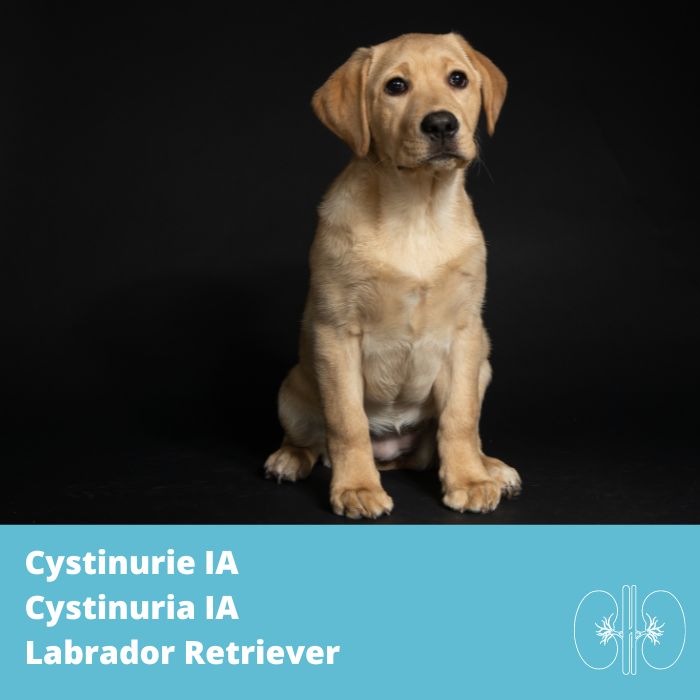 Cystinurie de type IA (Labrador Retriever, gène SLC3A1)