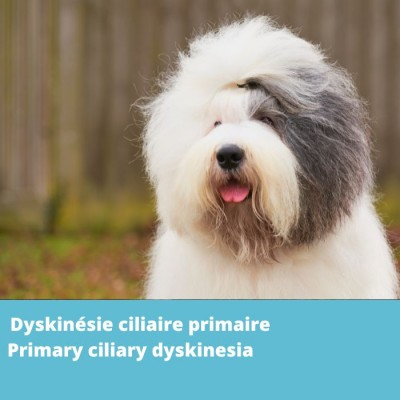 Primary Ciliary dyskinesia (PCD, CCDC39 gene)