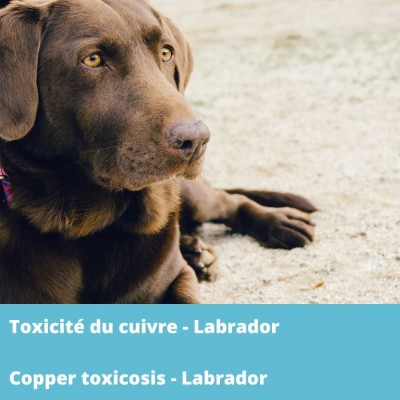 Toxicité du cuivre - Labrador Retriever