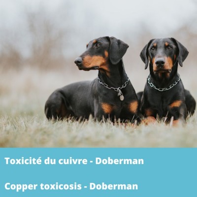 Toxicité du cuivre - Doberman