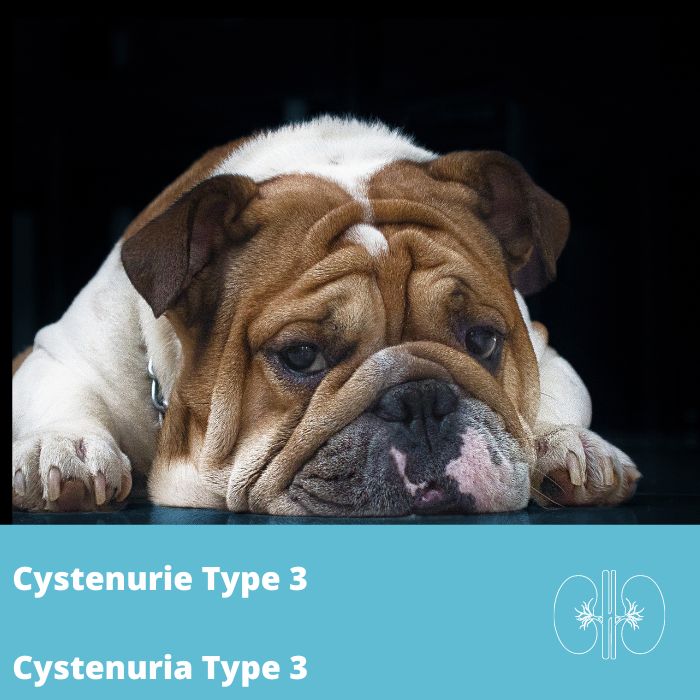 Cystinurie de type 3 (Bouledogue et mastiff) (CystIII-SLC3A1, SLC7A9)