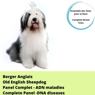 Panel - Berger Anglais (Bobtail)