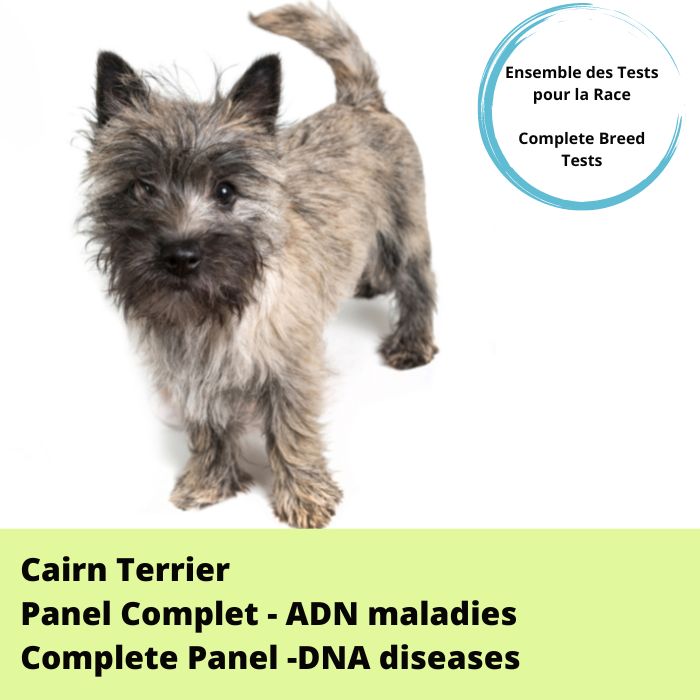 Cairn Terrier- Panel