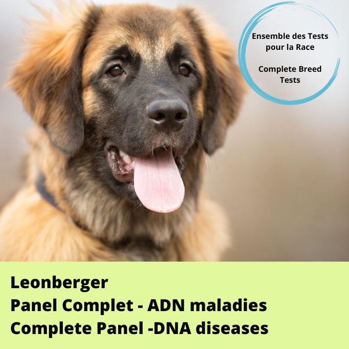 Panel - Leonberger