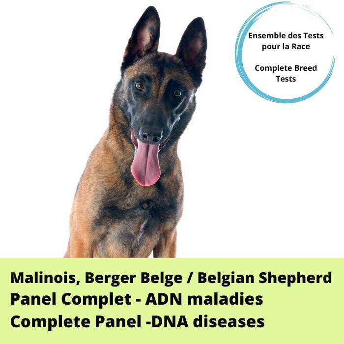 Panel- Berger Belge, Malinois