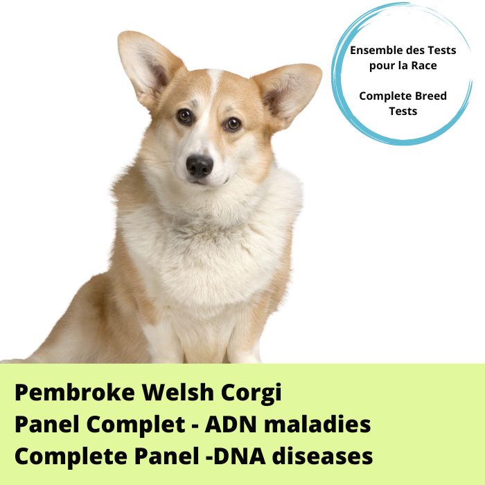 Pembroke Welsh Corgi- Panel